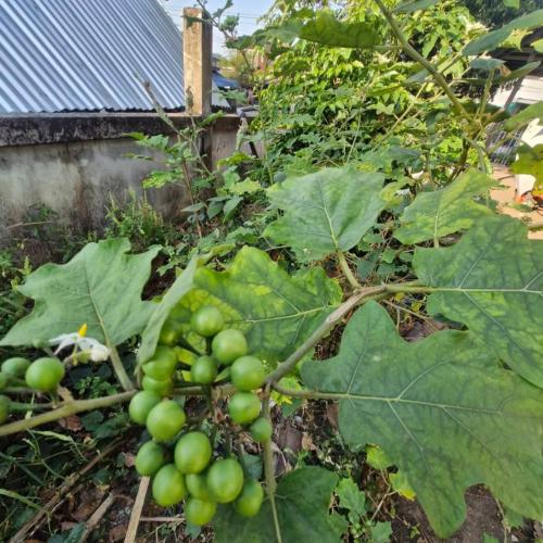 ปลูกผักสวนครัวเพื่อสร้างความมั่นคงทางอาหารในระดับครัวเรือน